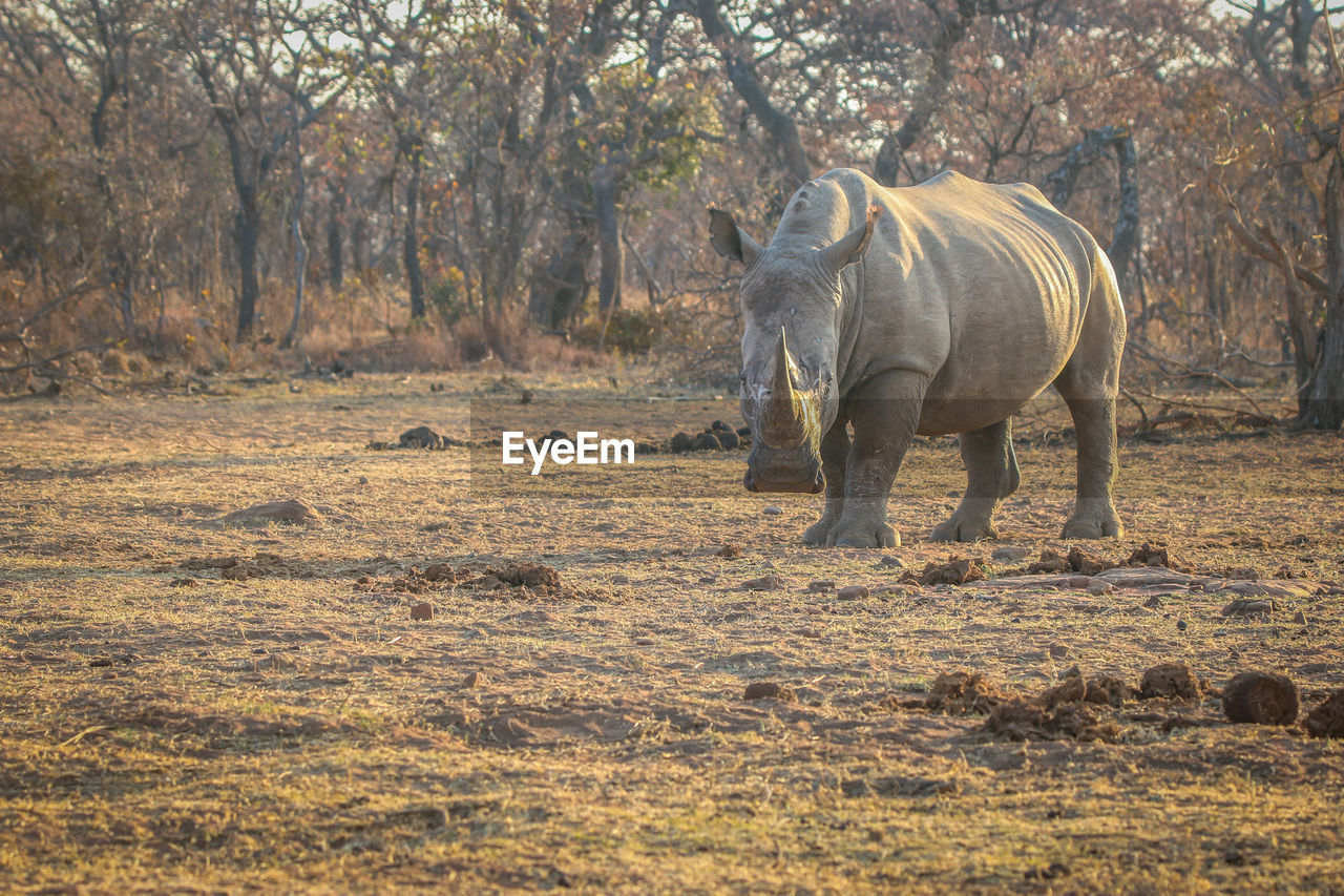 VIEW OF ELEPHANT WALKING IN FOREST