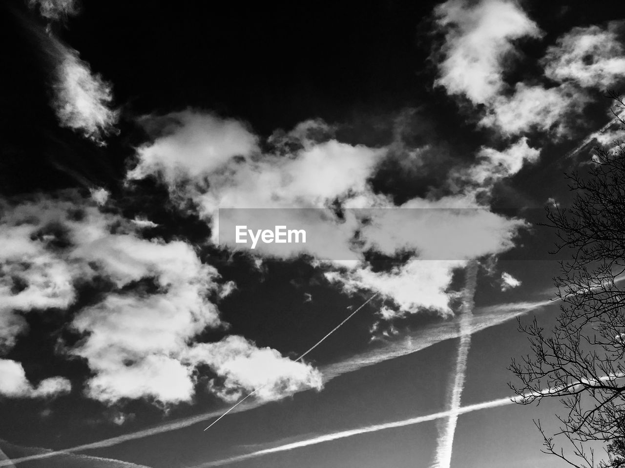 LOW ANGLE VIEW OF TREES AGAINST SKY