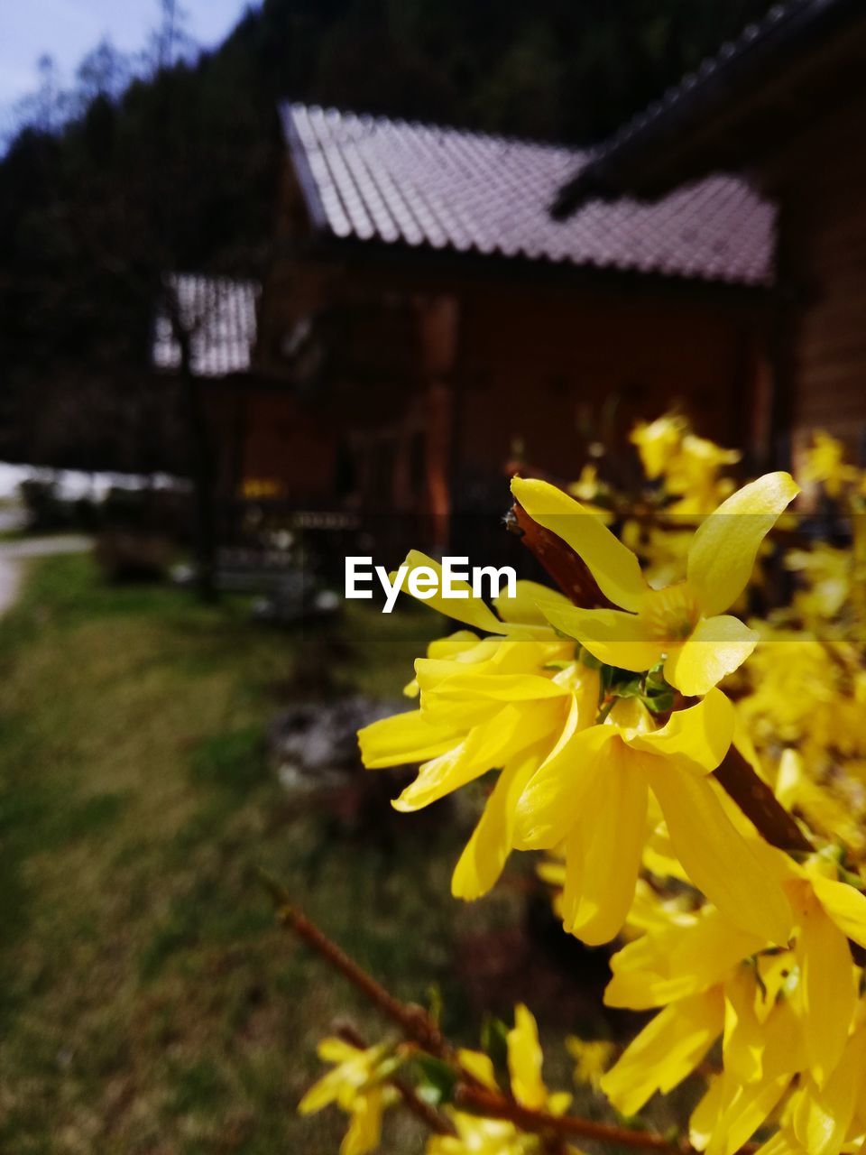 CLOSE-UP OF YELLOW FLOWERING PLANTS AGAINST BUILDING