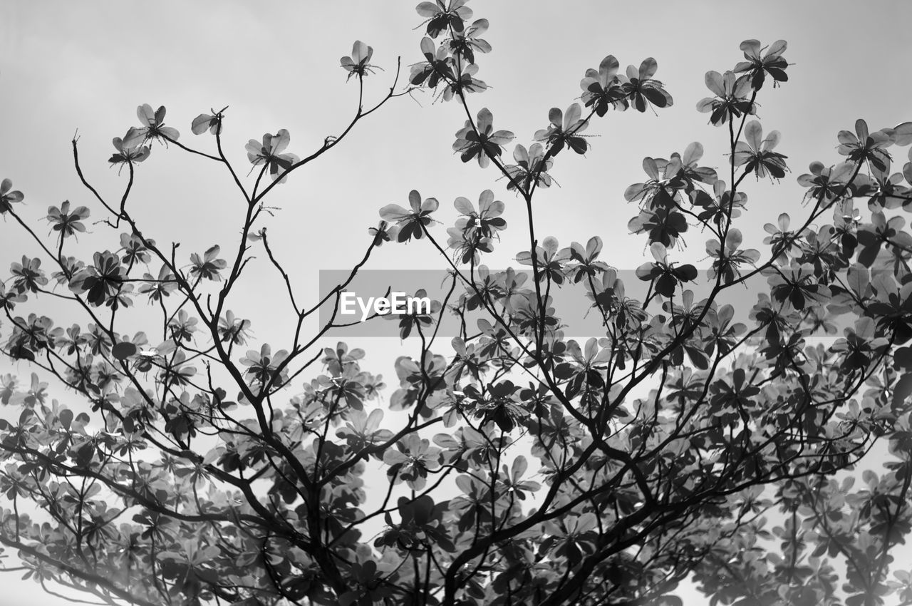 LOW ANGLE VIEW OF FLOWERING PLANTS ON BRANCH AGAINST SKY