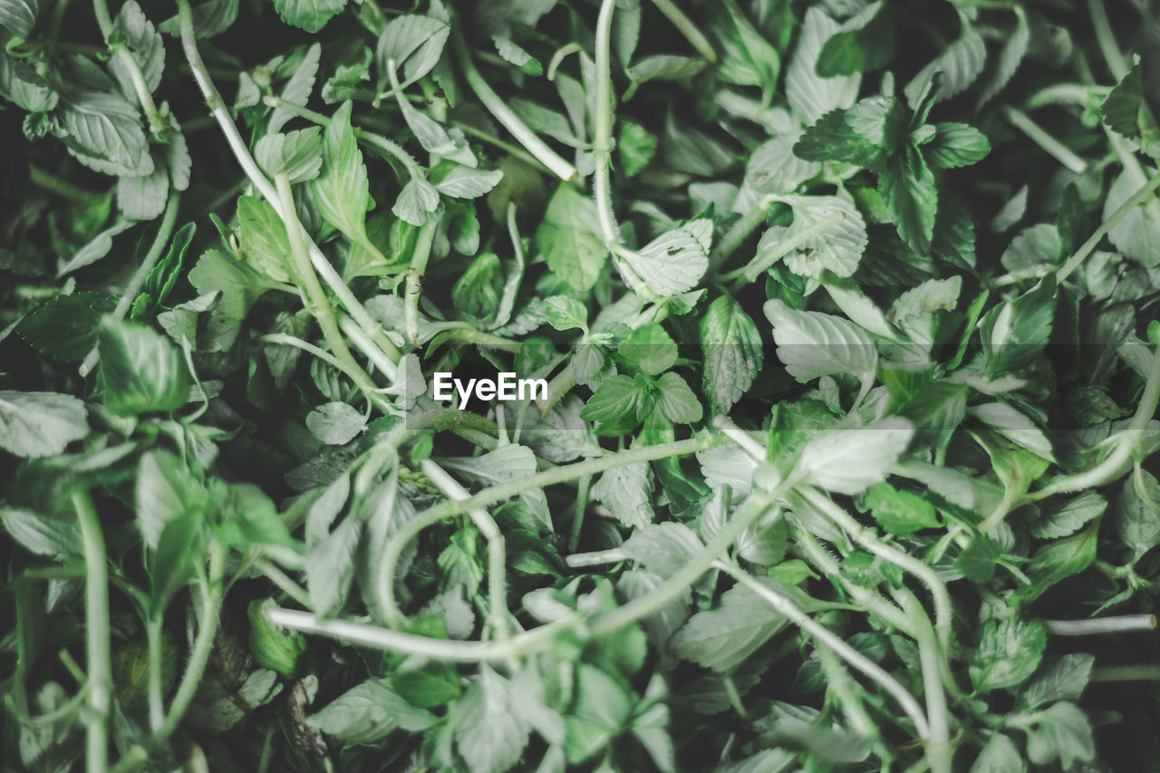 Full frame shot of fresh green leaves