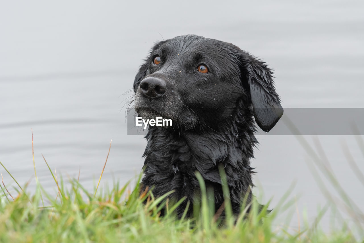 Head shot of a wet black labrador in the water