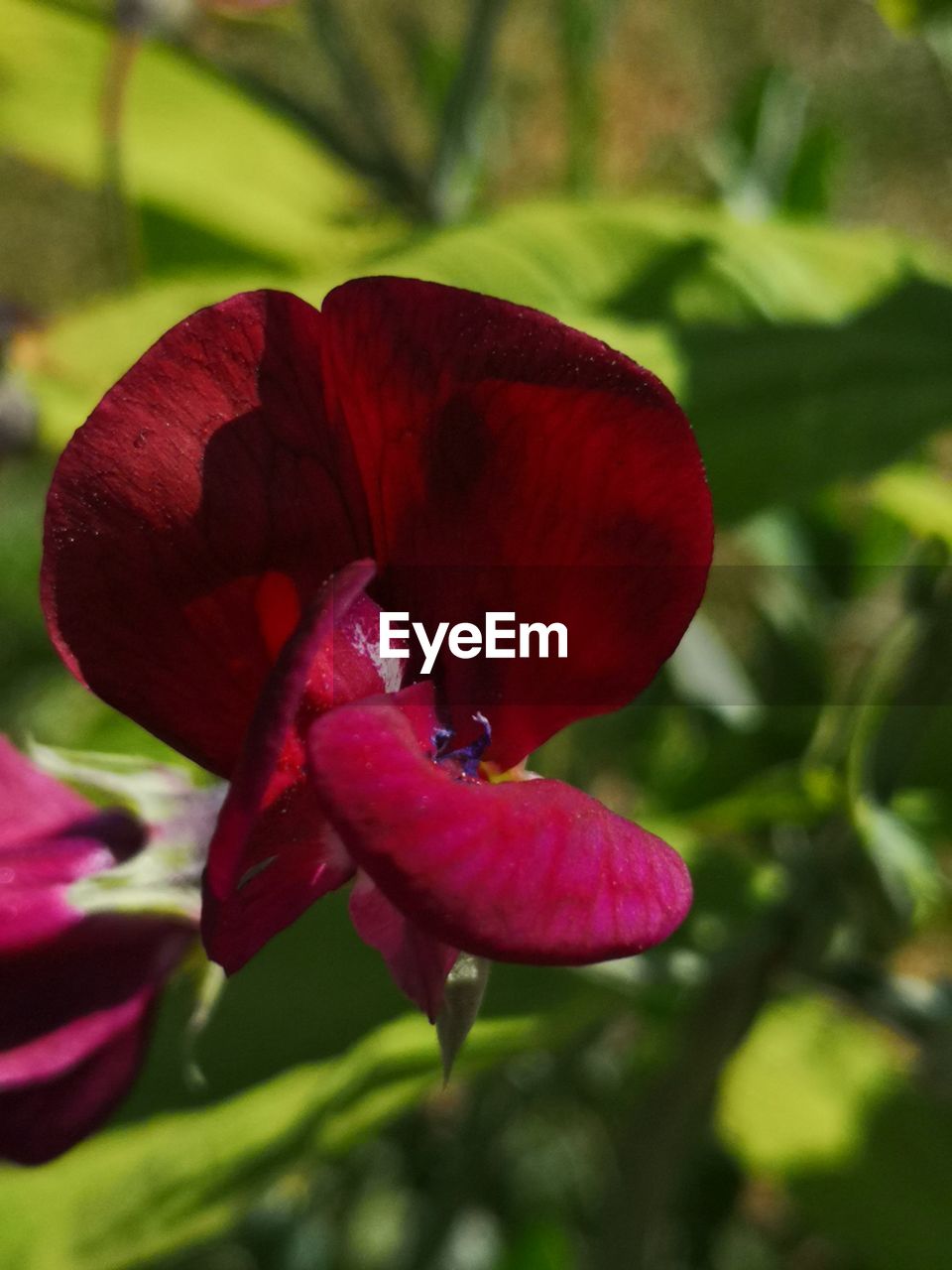 Close-up of red rose flower in park