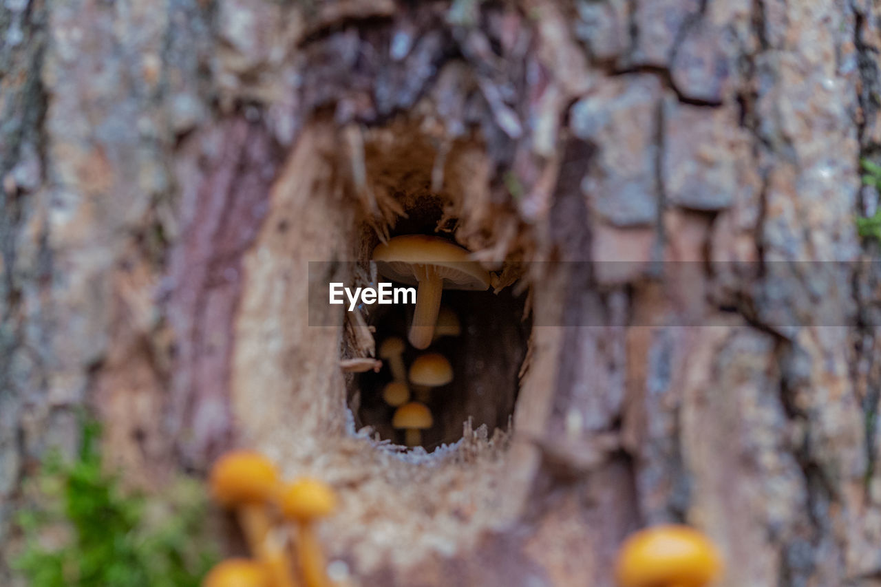 CLOSE-UP OF MUSHROOMS GROWING ON TREE TRUNK