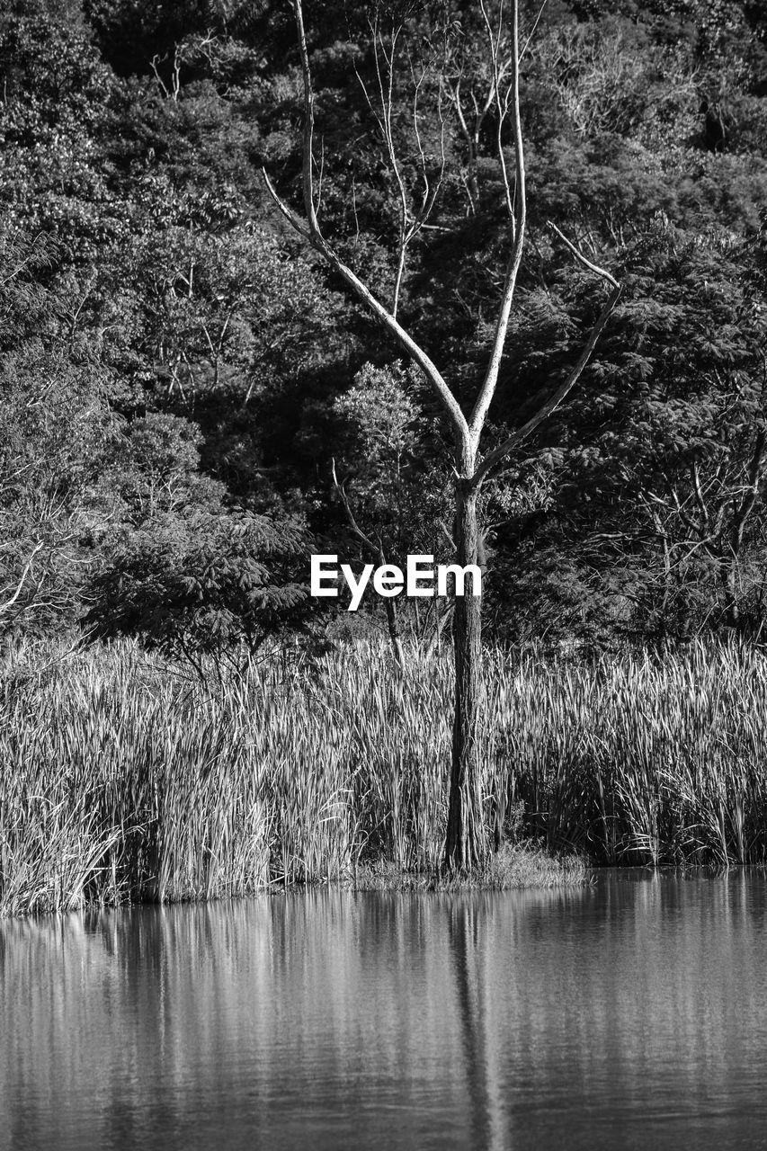 PLANTS GROWING IN LAKE