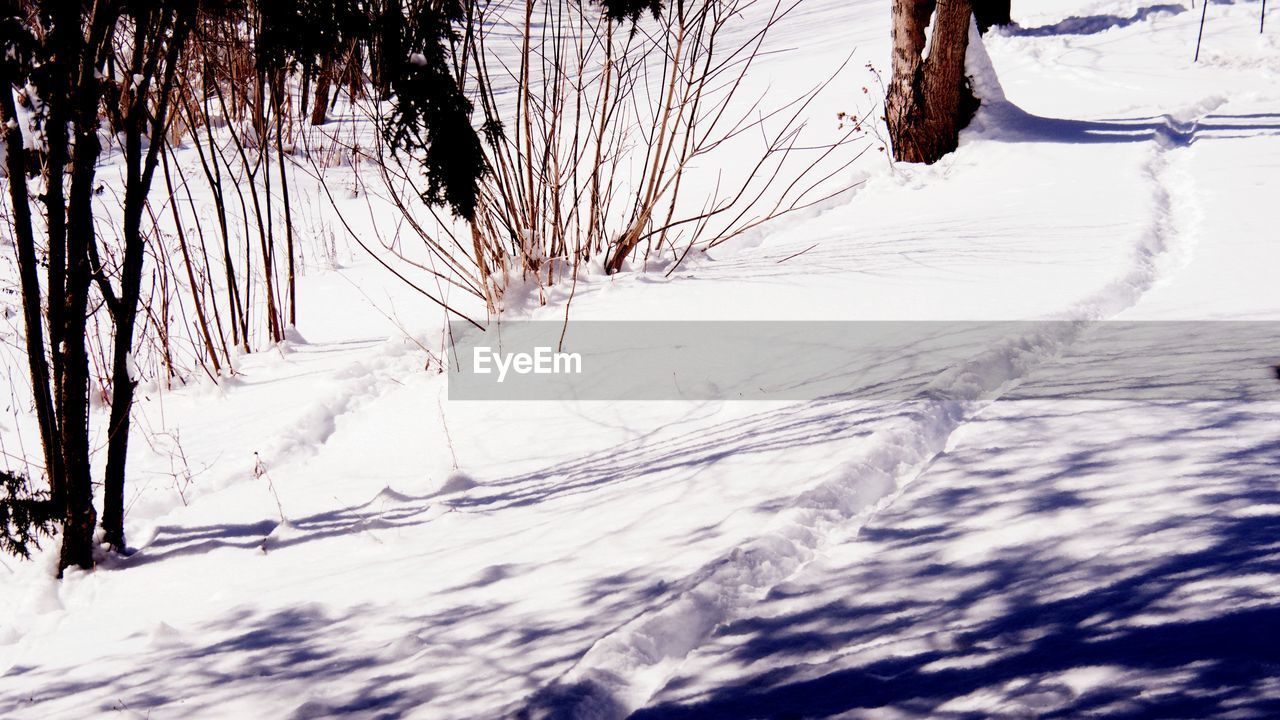 Snow covered land and bare trees on field