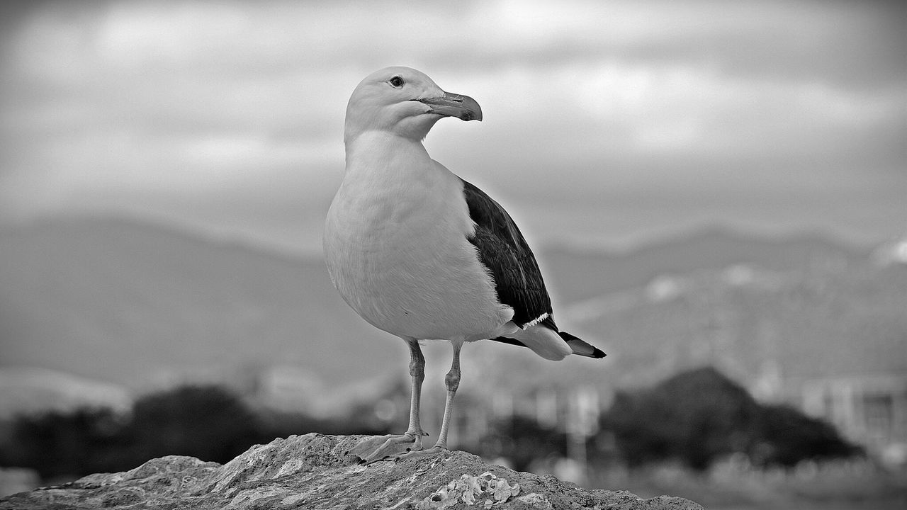 CLOSE-UP OF BIRD PERCHING OUTDOORS