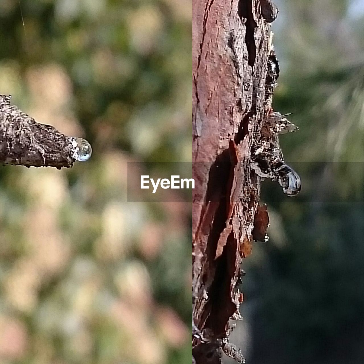 CLOSE-UP OF A TREE