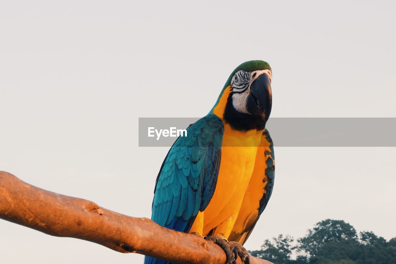 Low angle view of a bird perching on a tree