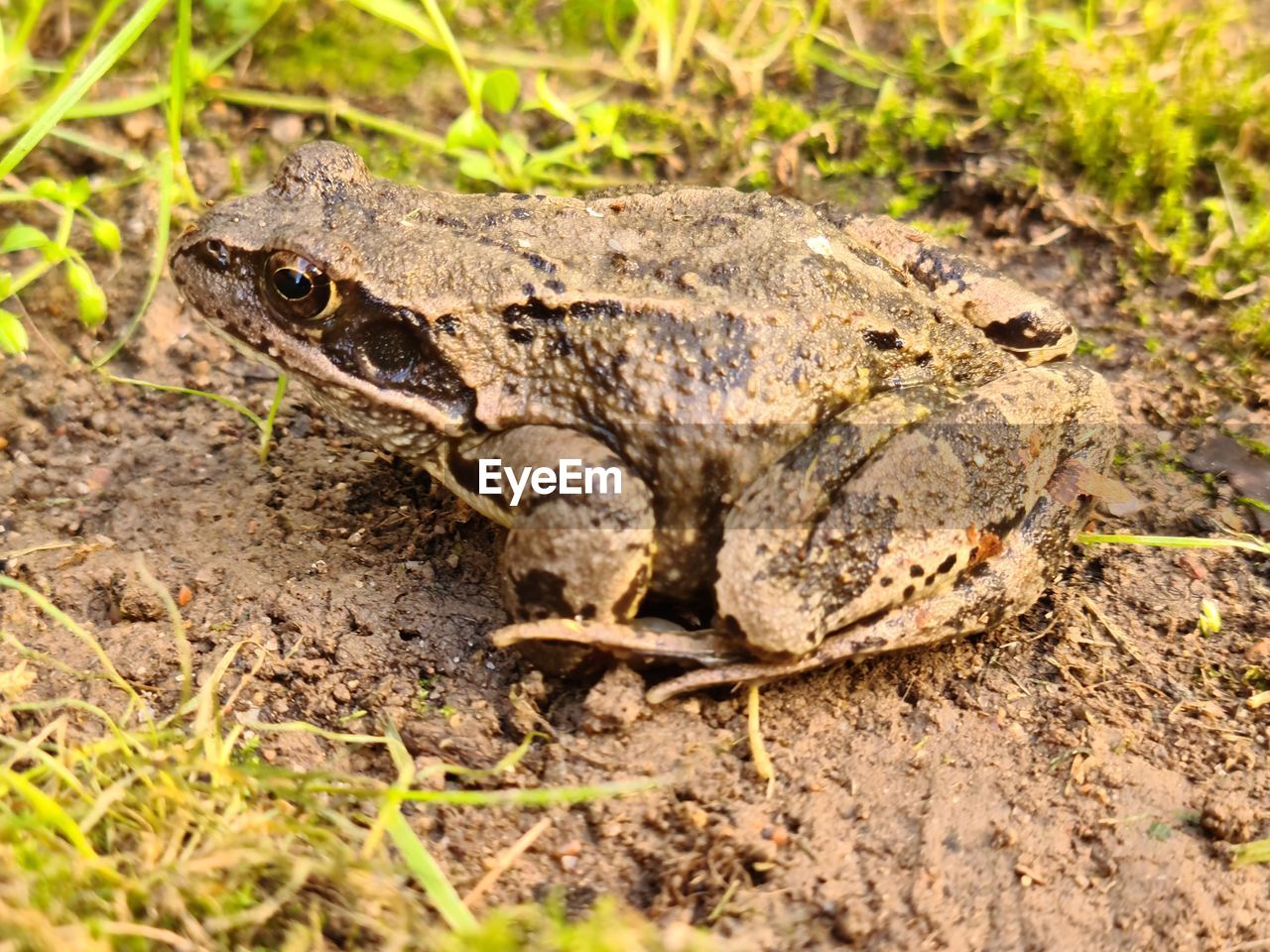 CLOSE-UP PORTRAIT OF A LIZARD