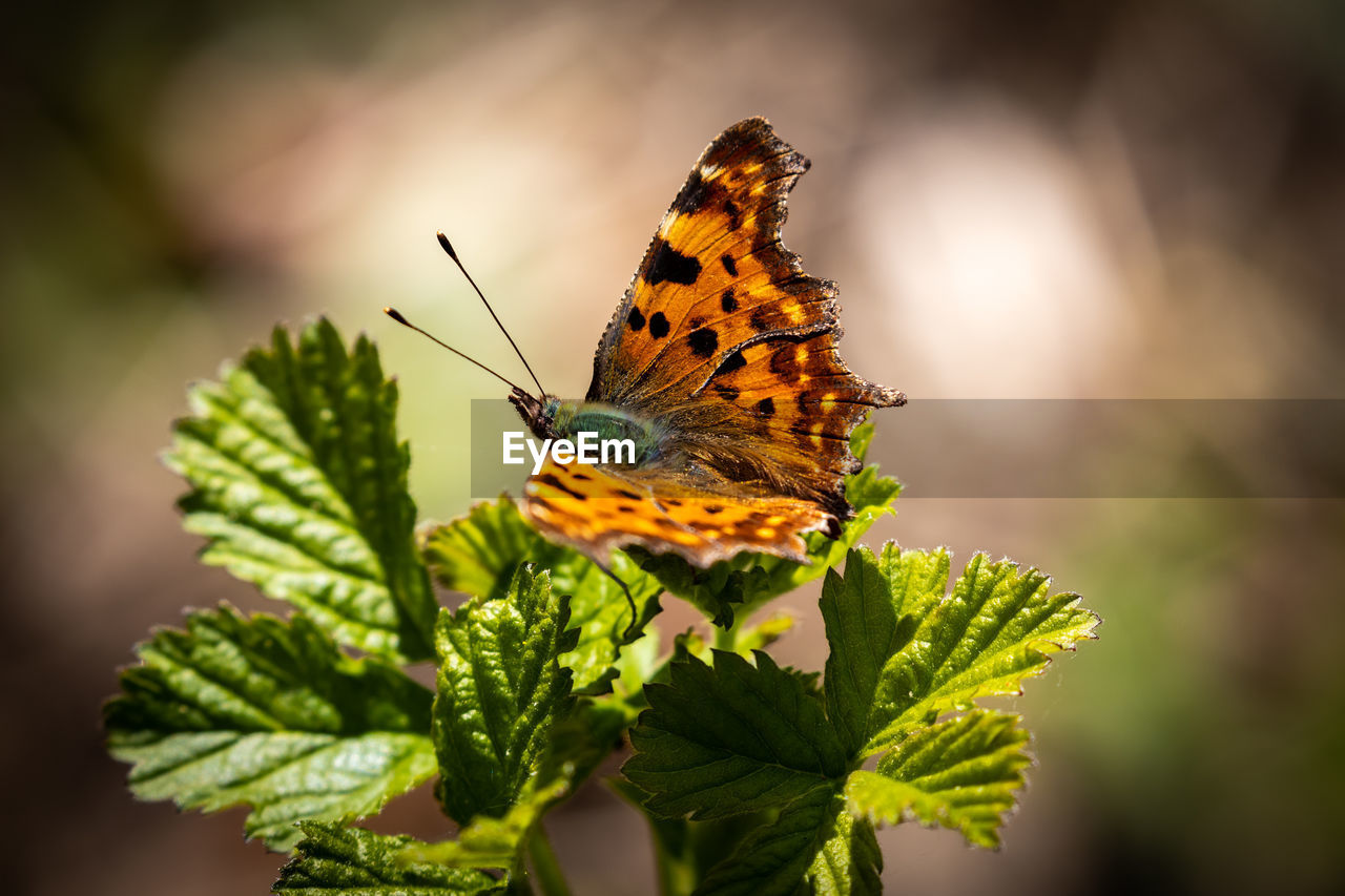 BUTTERFLY ON A FLOWER