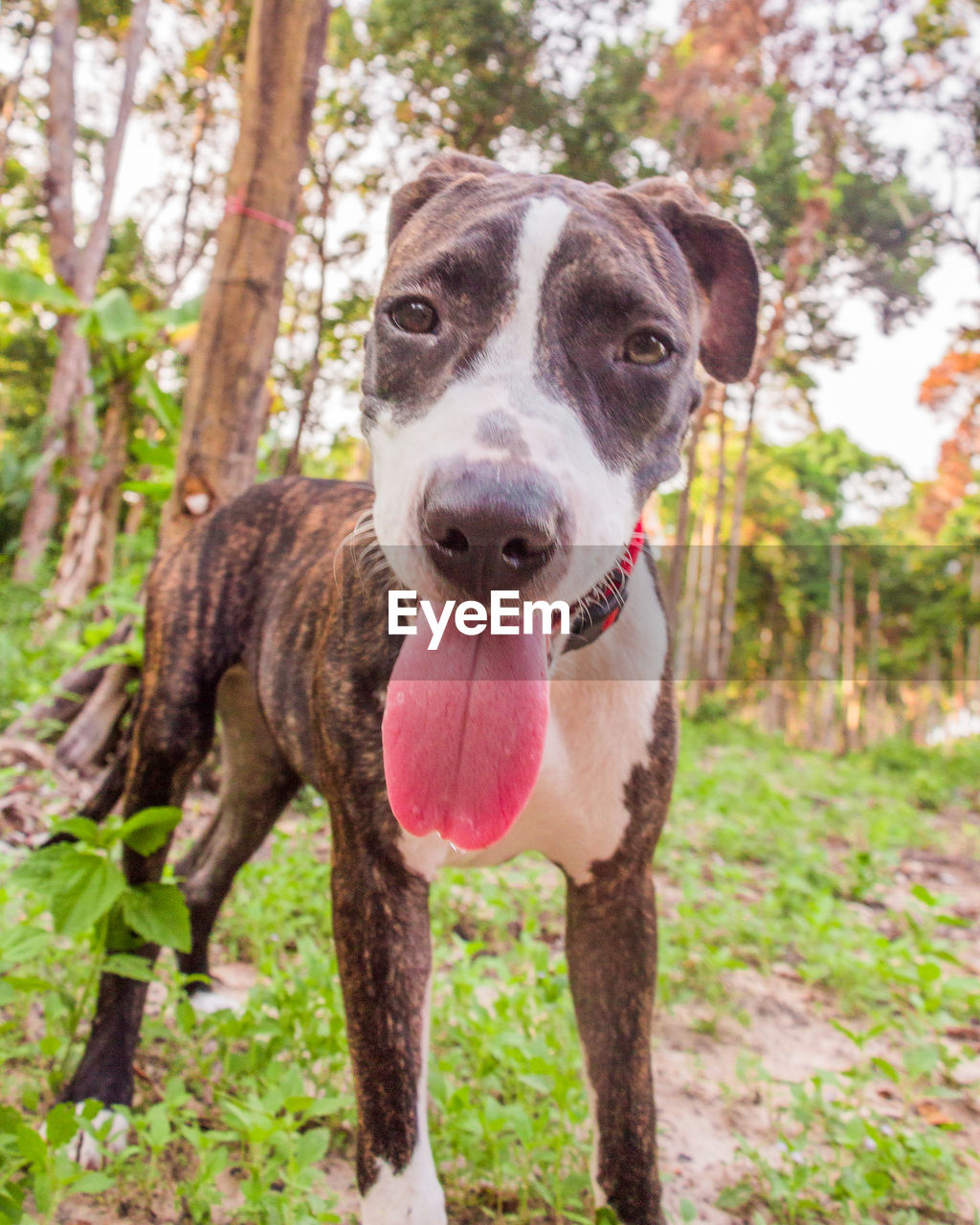 PORTRAIT OF DOG ON GROUND