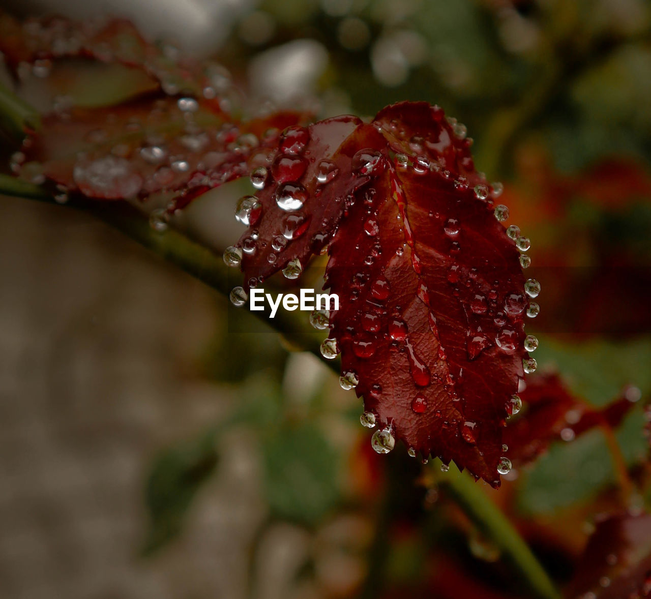 Close-up of wet red leaves on rainy day