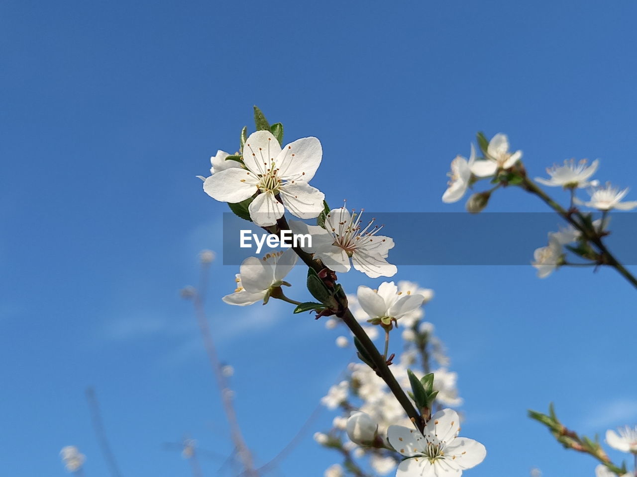 plant, flower, flowering plant, freshness, beauty in nature, fragility, blossom, springtime, sky, tree, nature, growth, blue, branch, white, close-up, clear sky, flower head, no people, inflorescence, produce, twig, fruit tree, petal, day, botany, outdoors, low angle view, cherry blossom, food, focus on foreground, apple tree, almond tree, sunny, macro photography, food and drink, spring, sunlight, apple blossom, agriculture