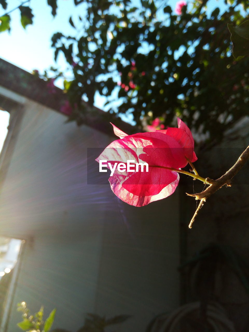 CLOSE-UP OF PINK BOUGAINVILLEA PLANT