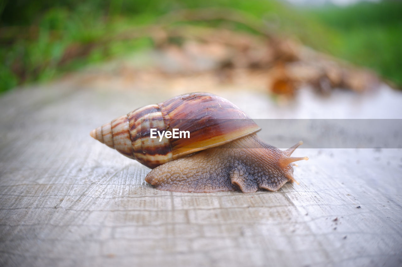 Close up of a snail on a rock at the edge of a rice field