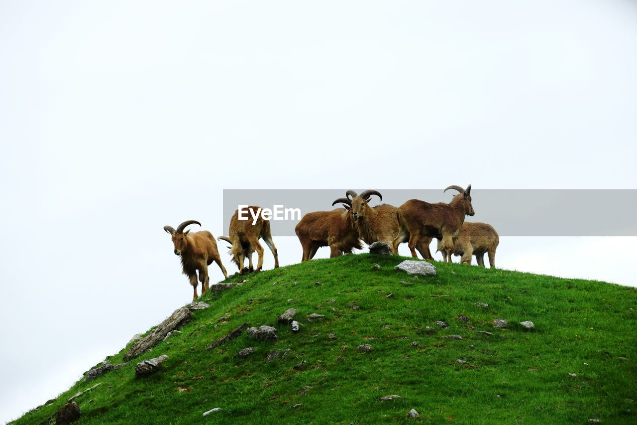 animal, mammal, animal themes, group of animals, domestic animals, livestock, pasture, grass, animal wildlife, nature, sky, wildlife, plant, grazing, rural area, landscape, pet, no people, agriculture, herd, cattle, environment, land, field, grassland, plain, rural scene, outdoors, cow, hill, green, day, meadow, copy space