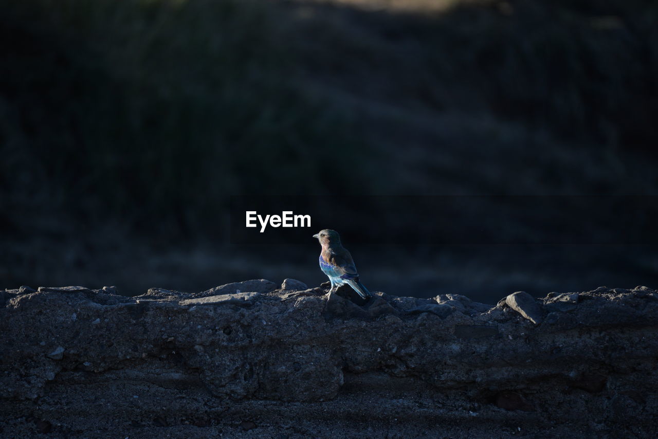 VIEW OF BIRD PERCHING ON ROCK