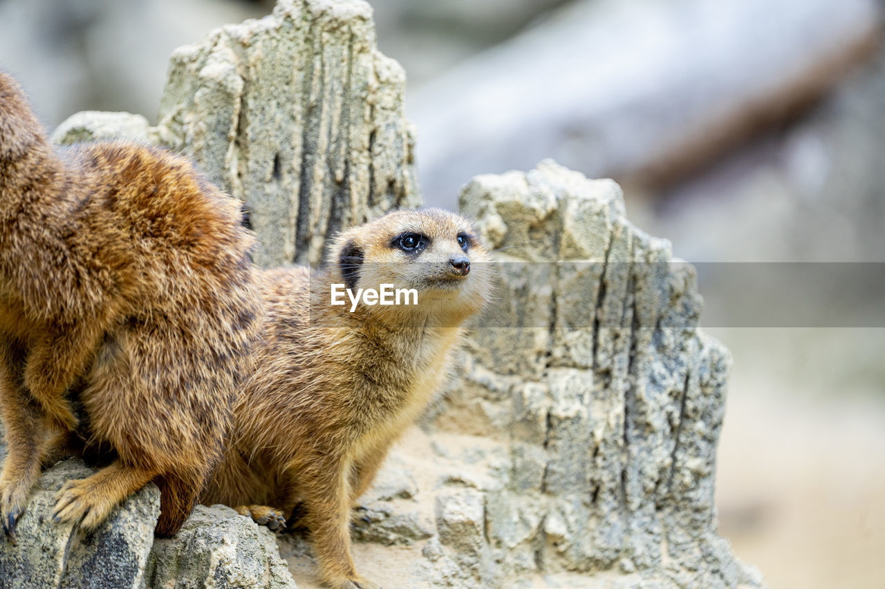 Cute and funny meerkats standing jumping and running around