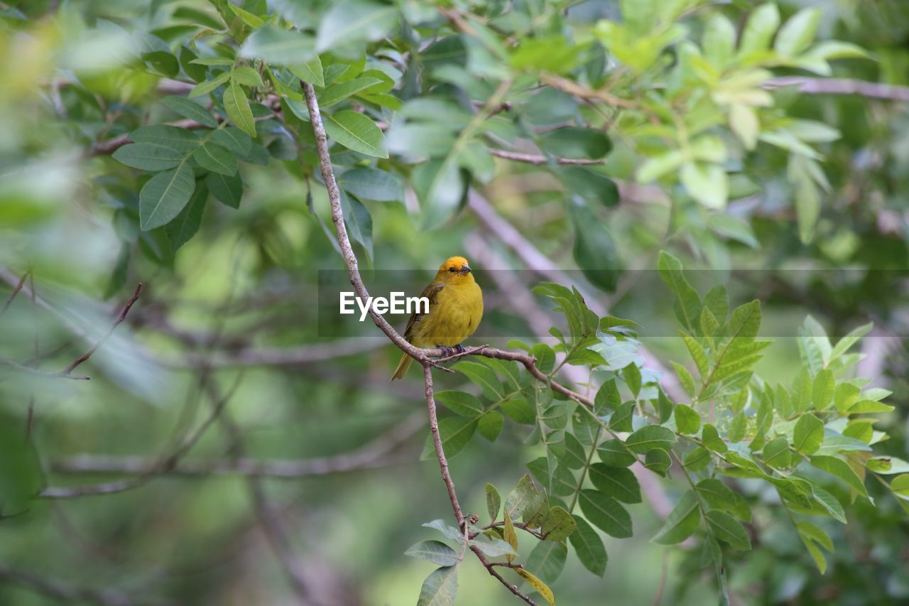 CLOSE-UP OF BIRD PERCHING ON PLANT