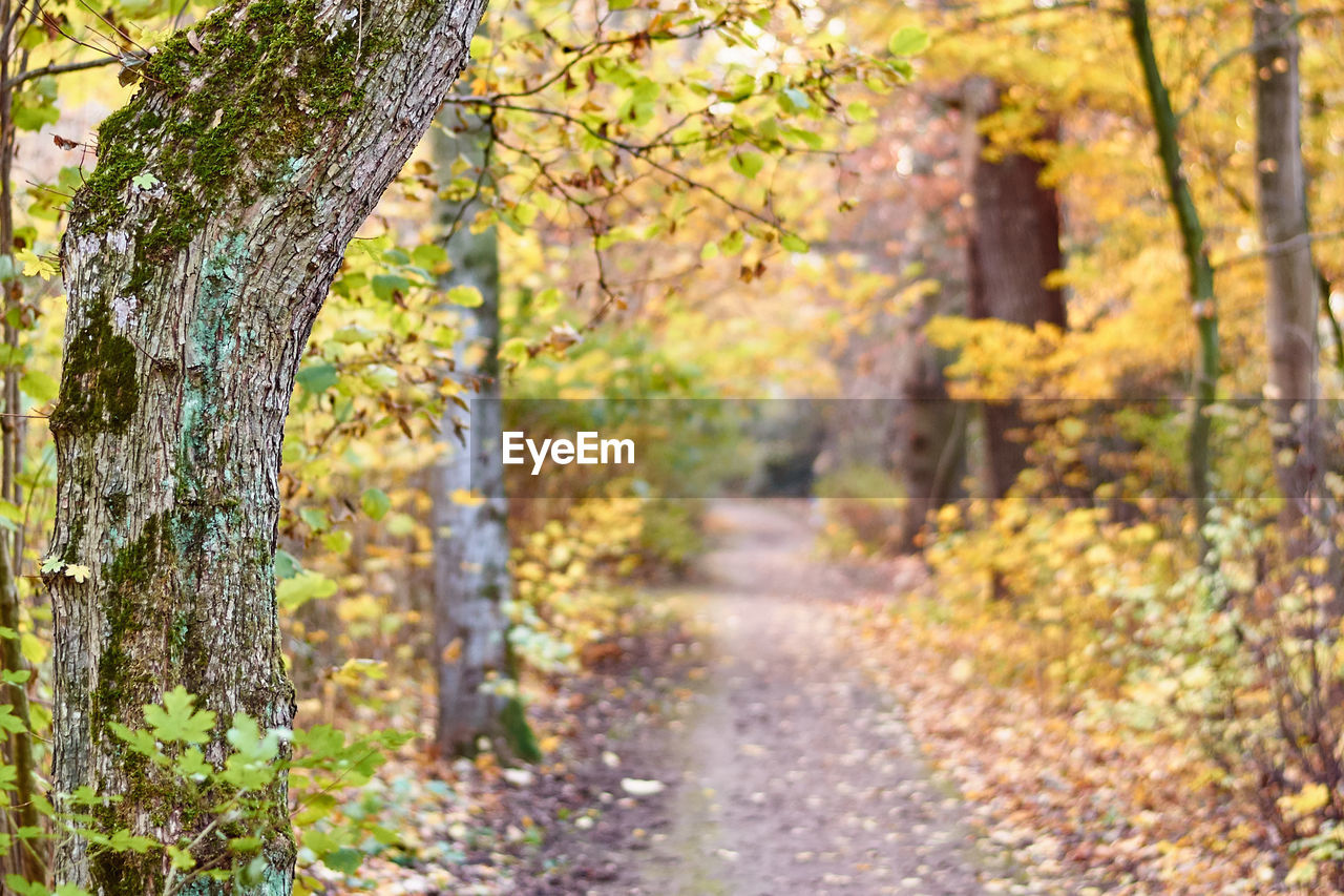 Trees growing in forest during autumn