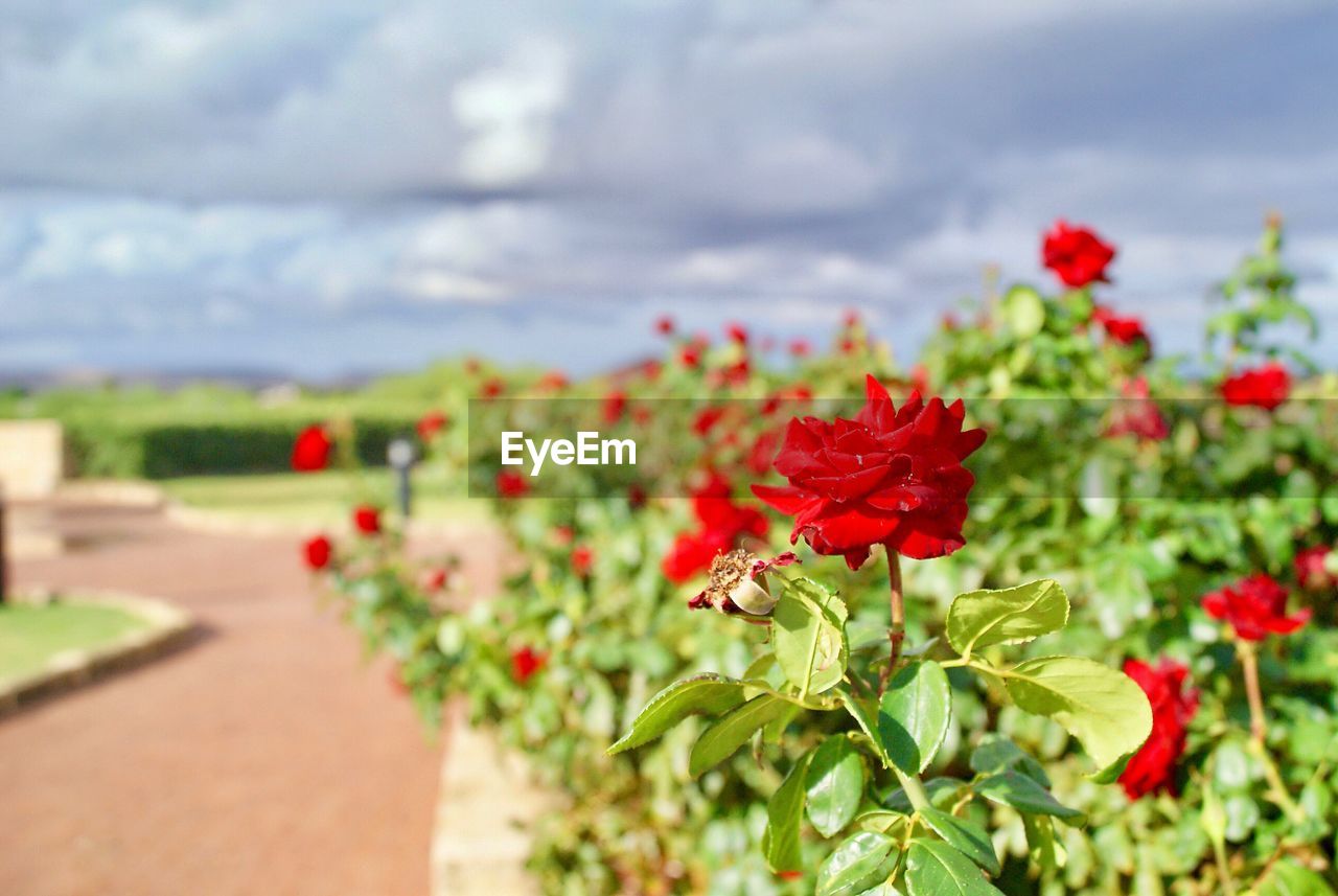 CLOSE-UP OF RED FLOWERS AGAINST BLURRED BACKGROUND