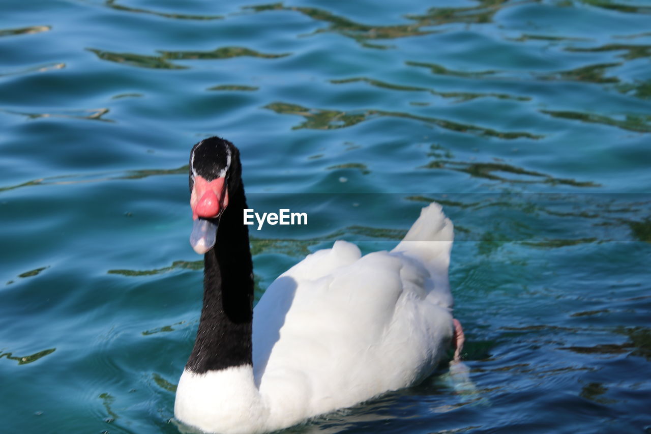 SWANS SWIMMING IN LAKE