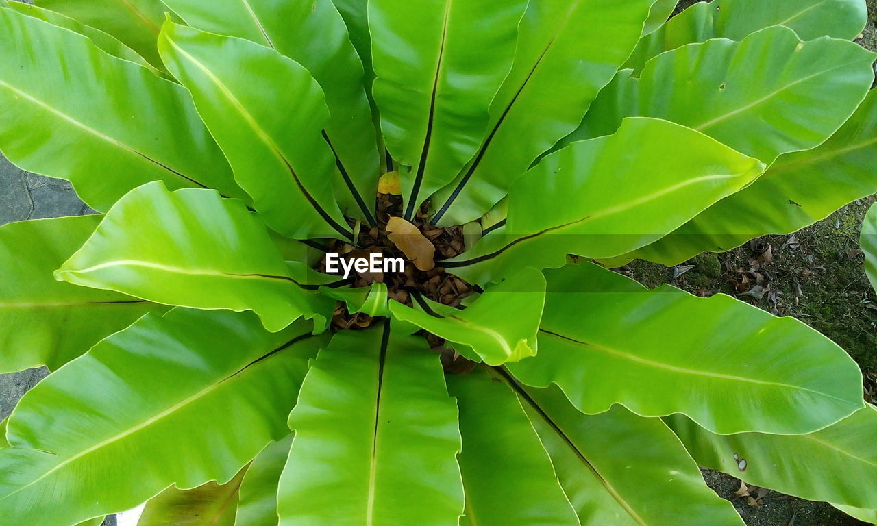 CLOSE-UP OF INSECT ON LEAVES