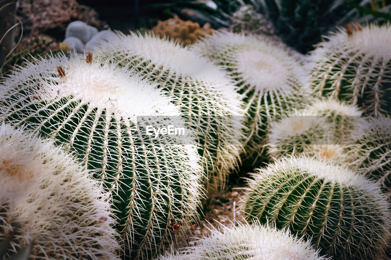 cactus, thorn, succulent plant, plant, no people, nature, sharp, flower, growth, close-up, spiked, barrel cactus, beauty in nature, green, outdoors, thorns, spines, and prickles, day, land, pattern
