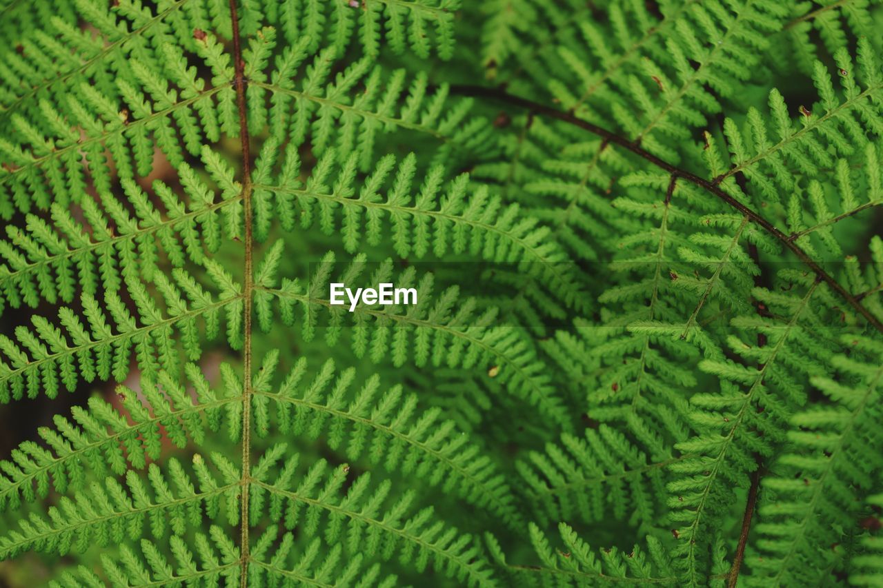 Full frame shot of green leaves