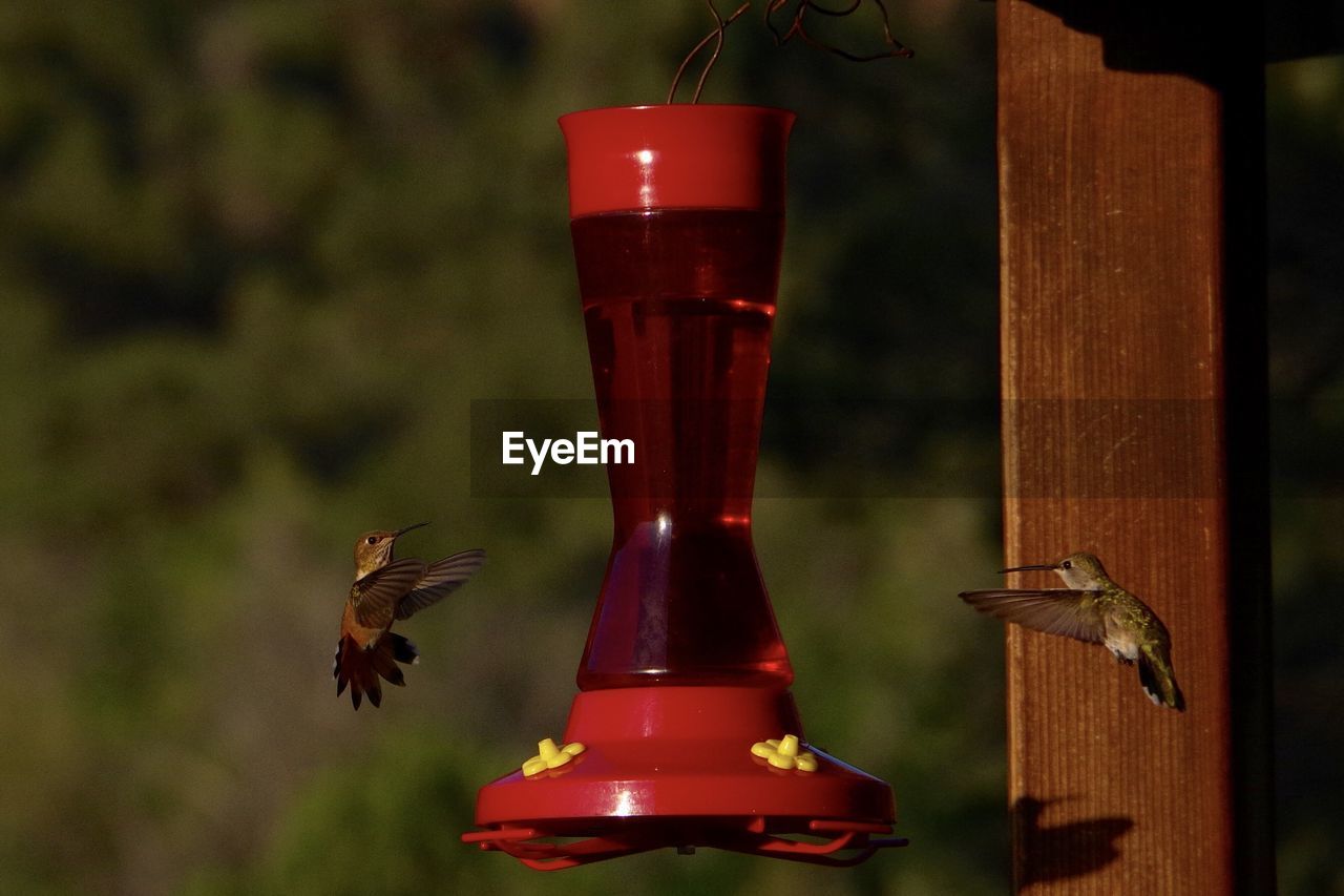 CLOSE-UP OF BIRD FLYING OVER FEEDER