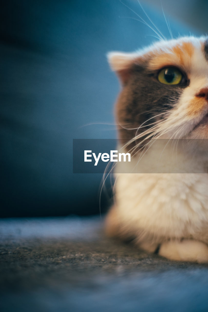 Close-up of cat looking away