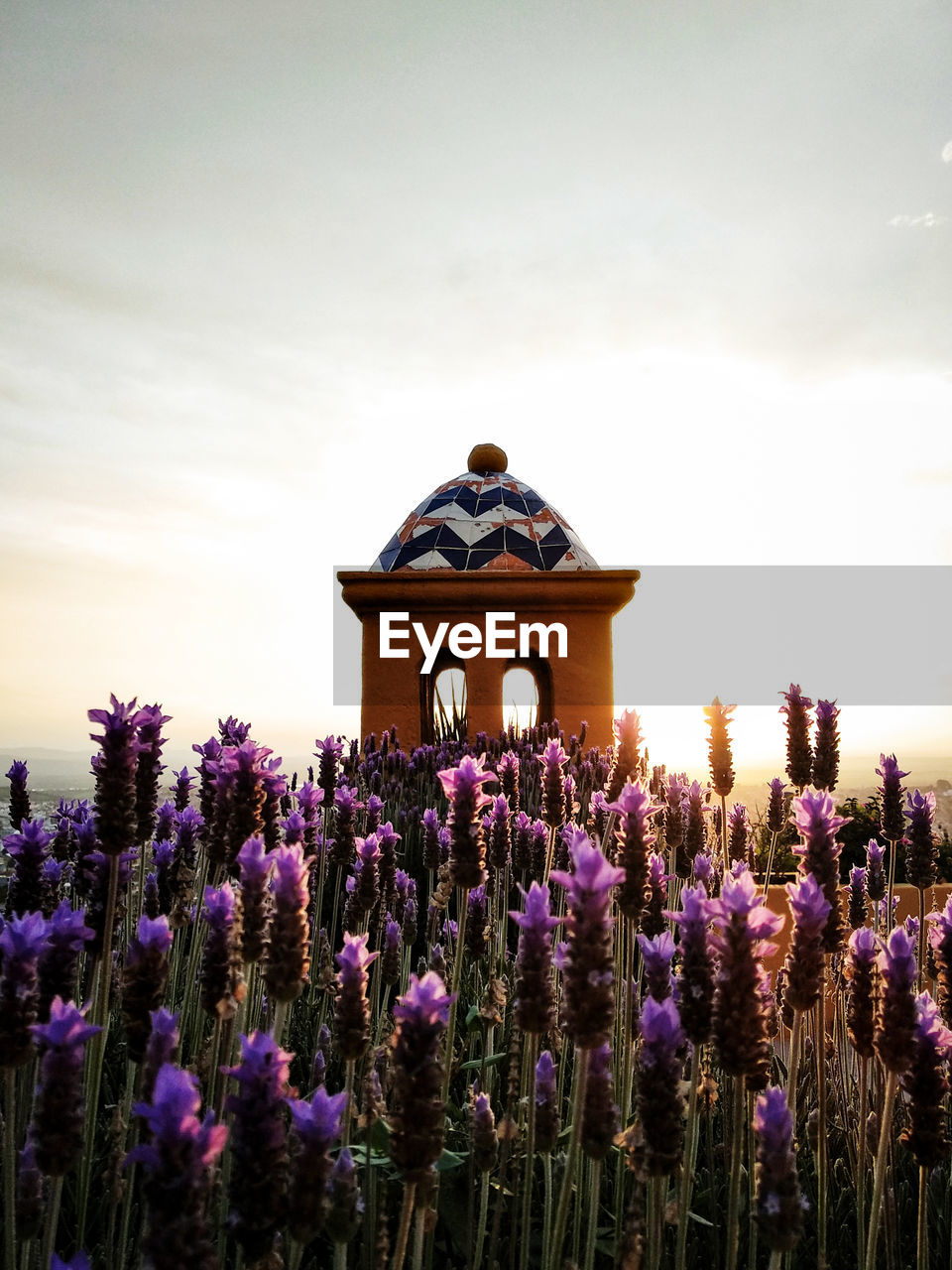 PURPLE FLOWERING PLANTS AGAINST BUILDING AND SKY