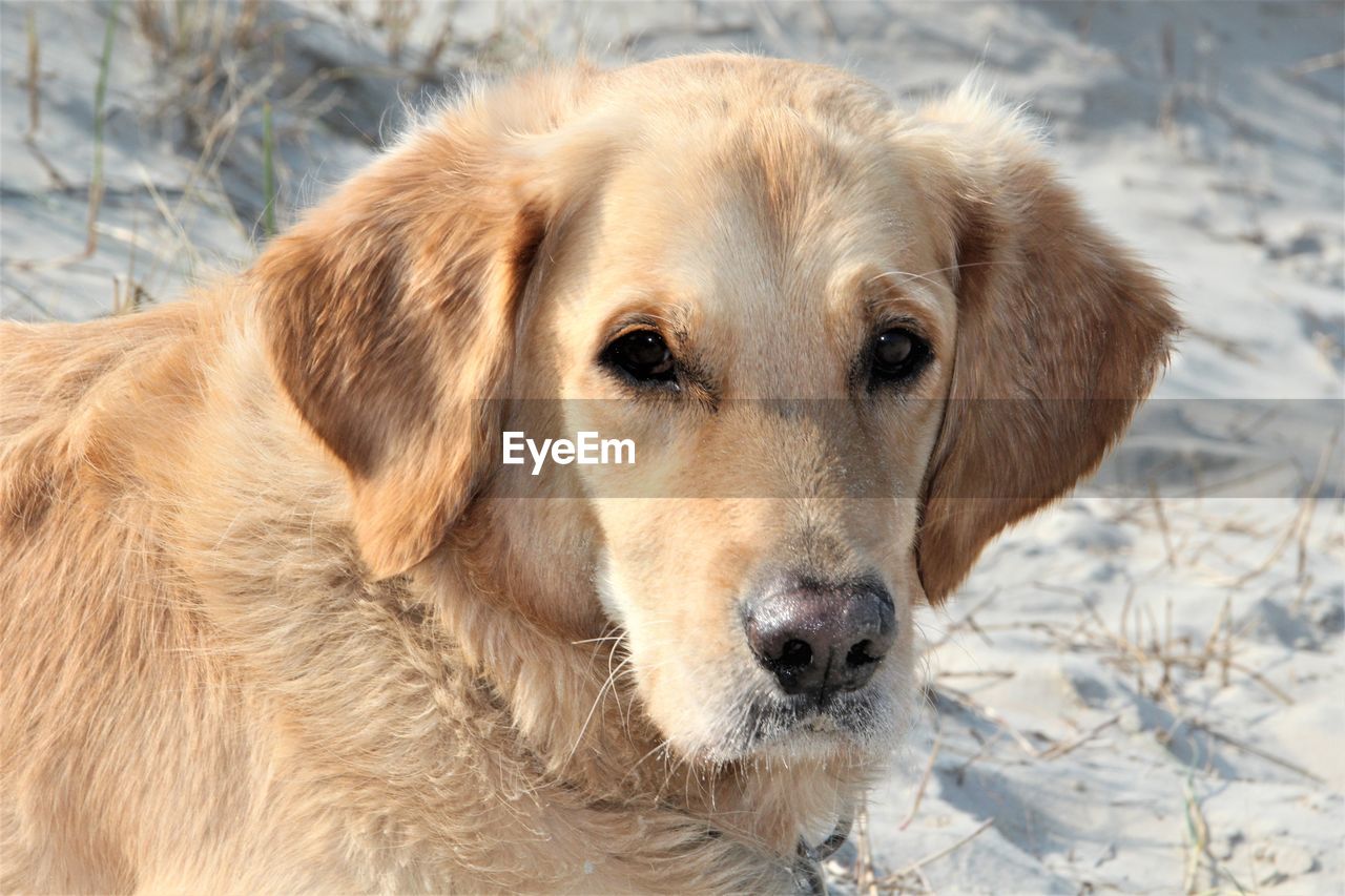 CLOSE-UP PORTRAIT OF DOG ON FIELD