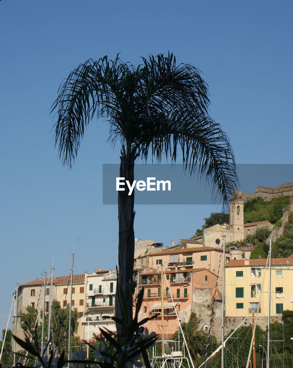 Low angle view of tree against clear blue sky