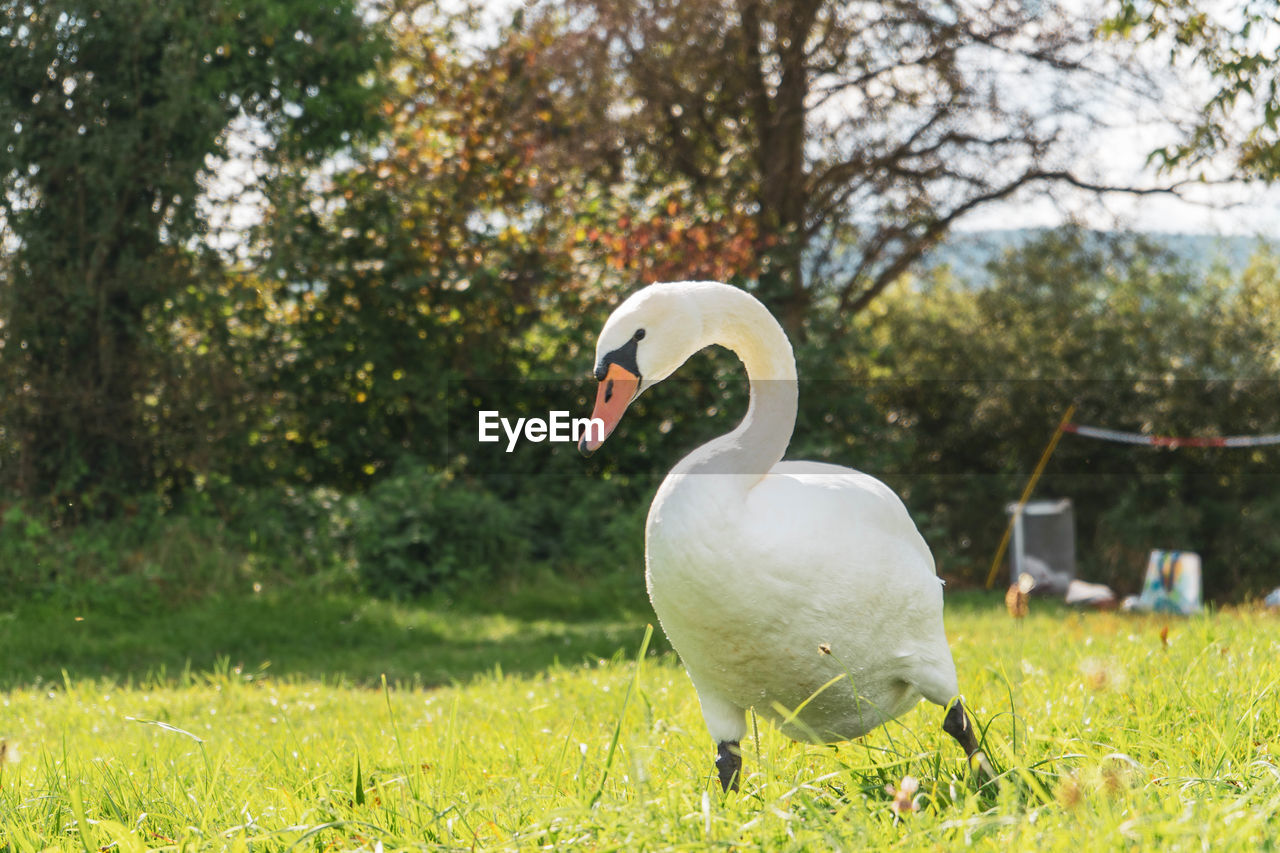 Close-up of a bird on field