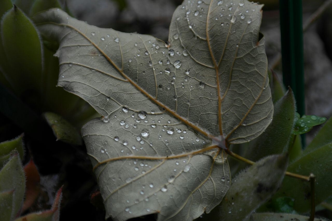 Close-up of droplet on leaf