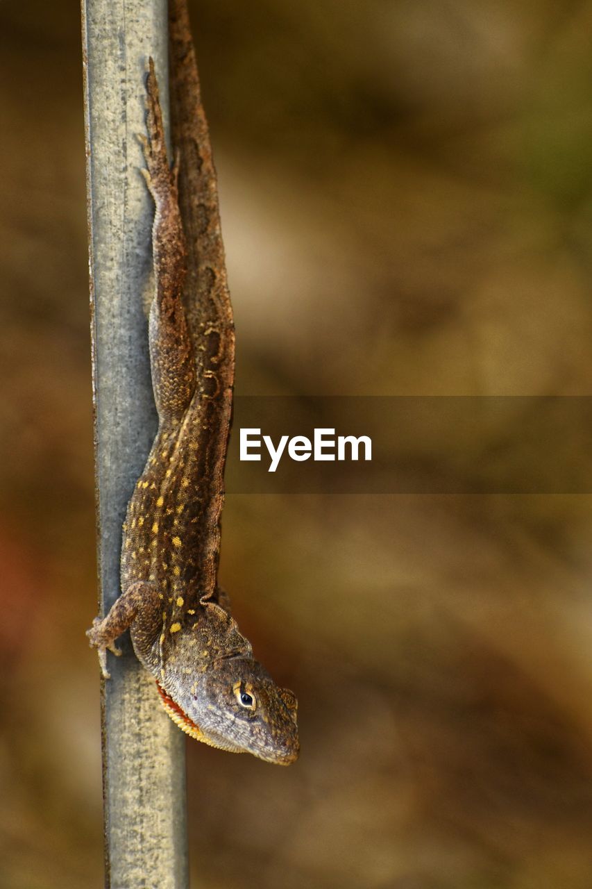 Close-up of a lizard or a brown anole