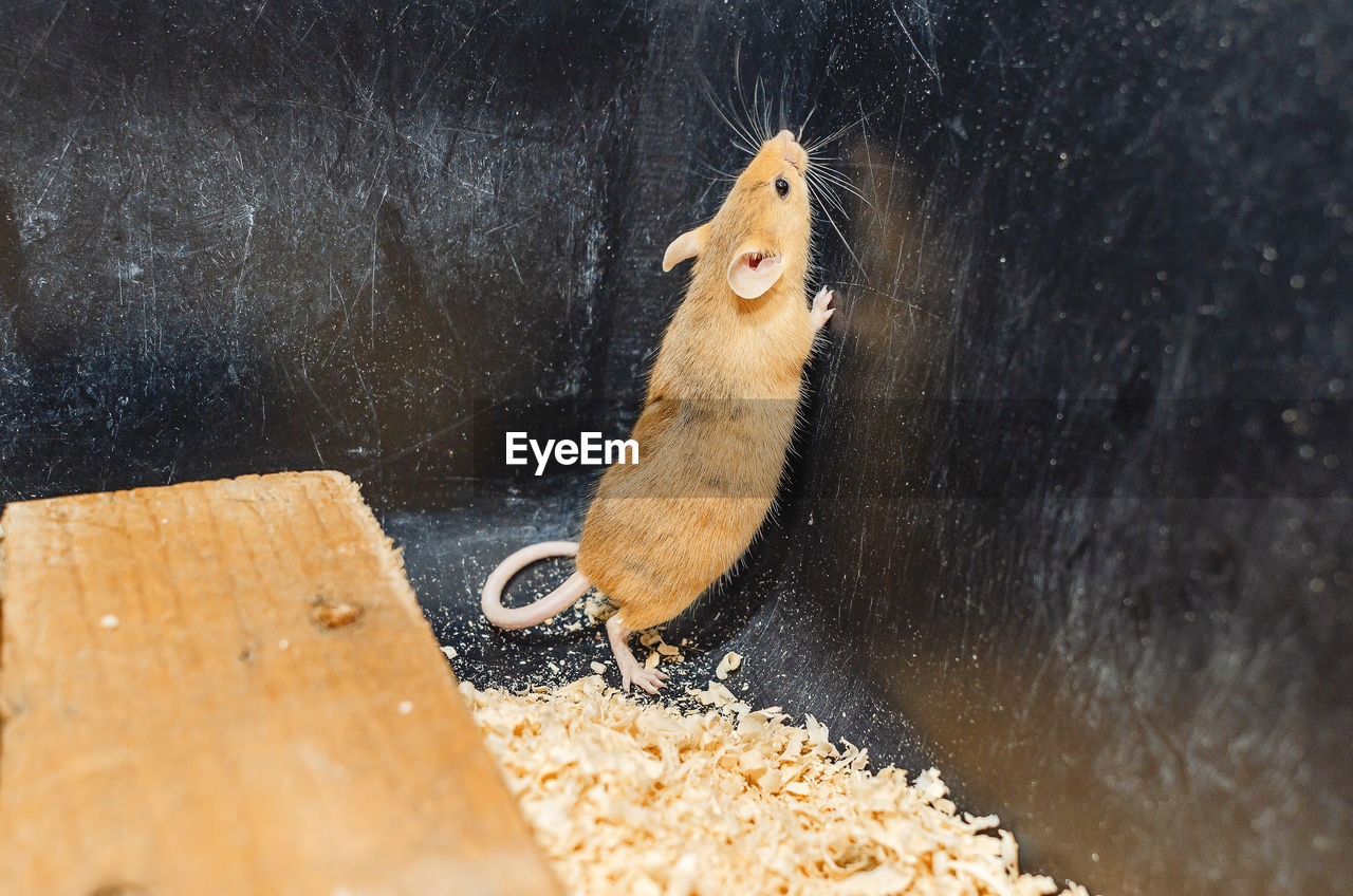 Lone red mouse stands on its hind legs in box of sawdust. mouse wants to get out of box.