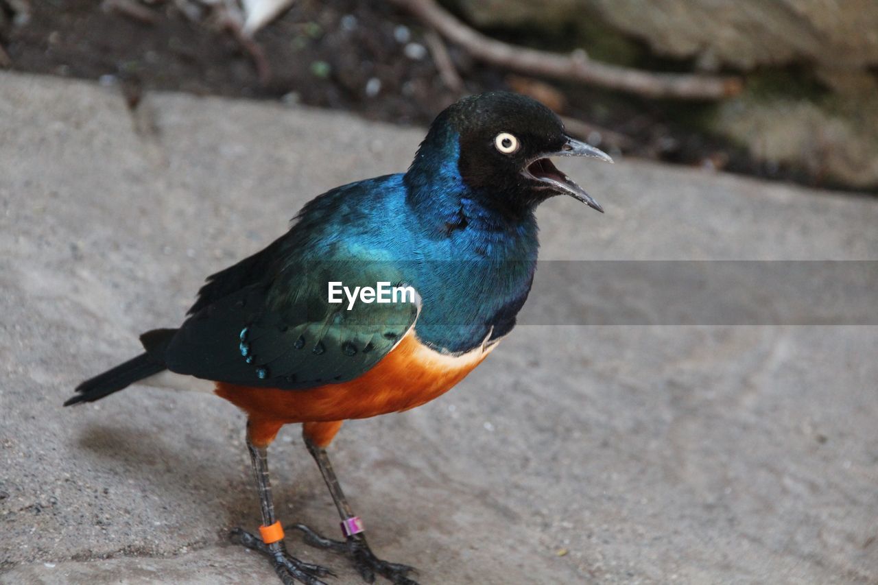 CLOSE-UP OF BIRD PERCHING