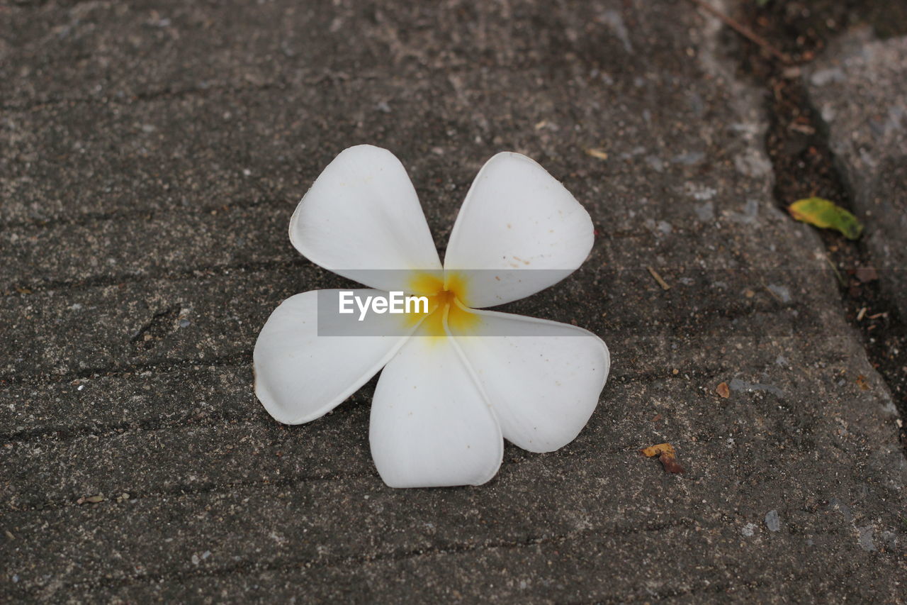 High angle view of white frangipani on plant