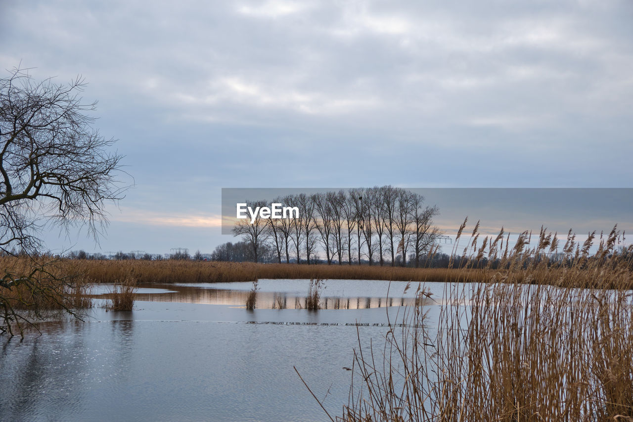 TREES BY LAKE AGAINST SKY