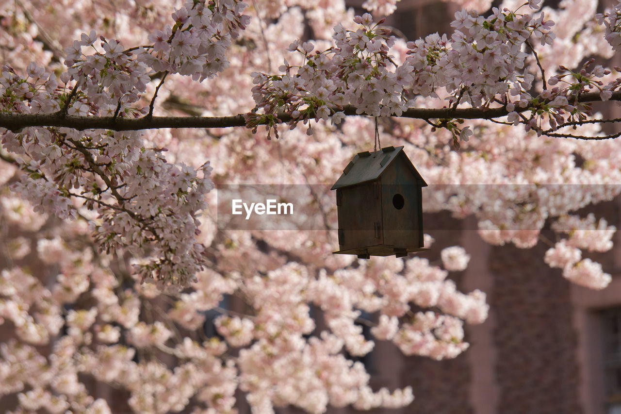 close-up of model house on tree