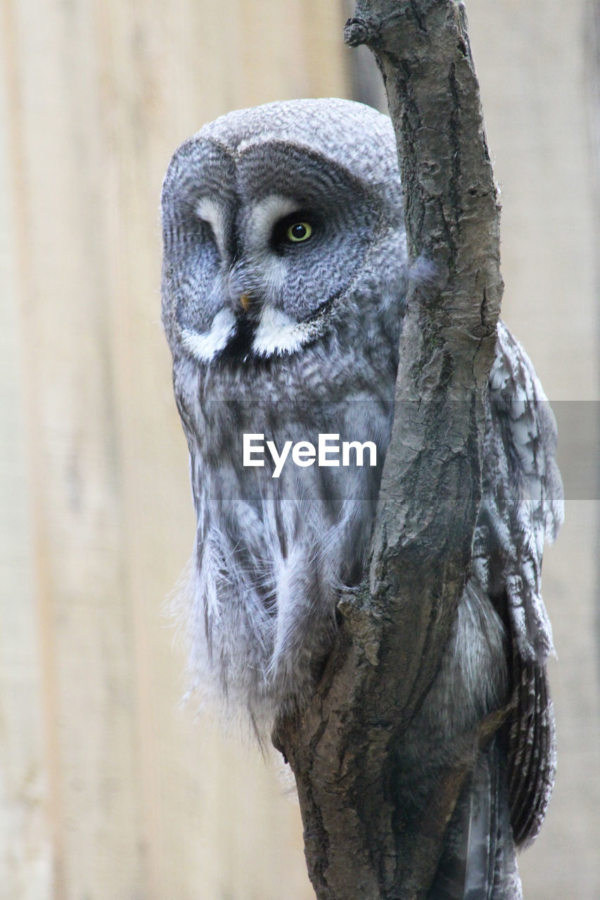 Close-up portrait of a bird