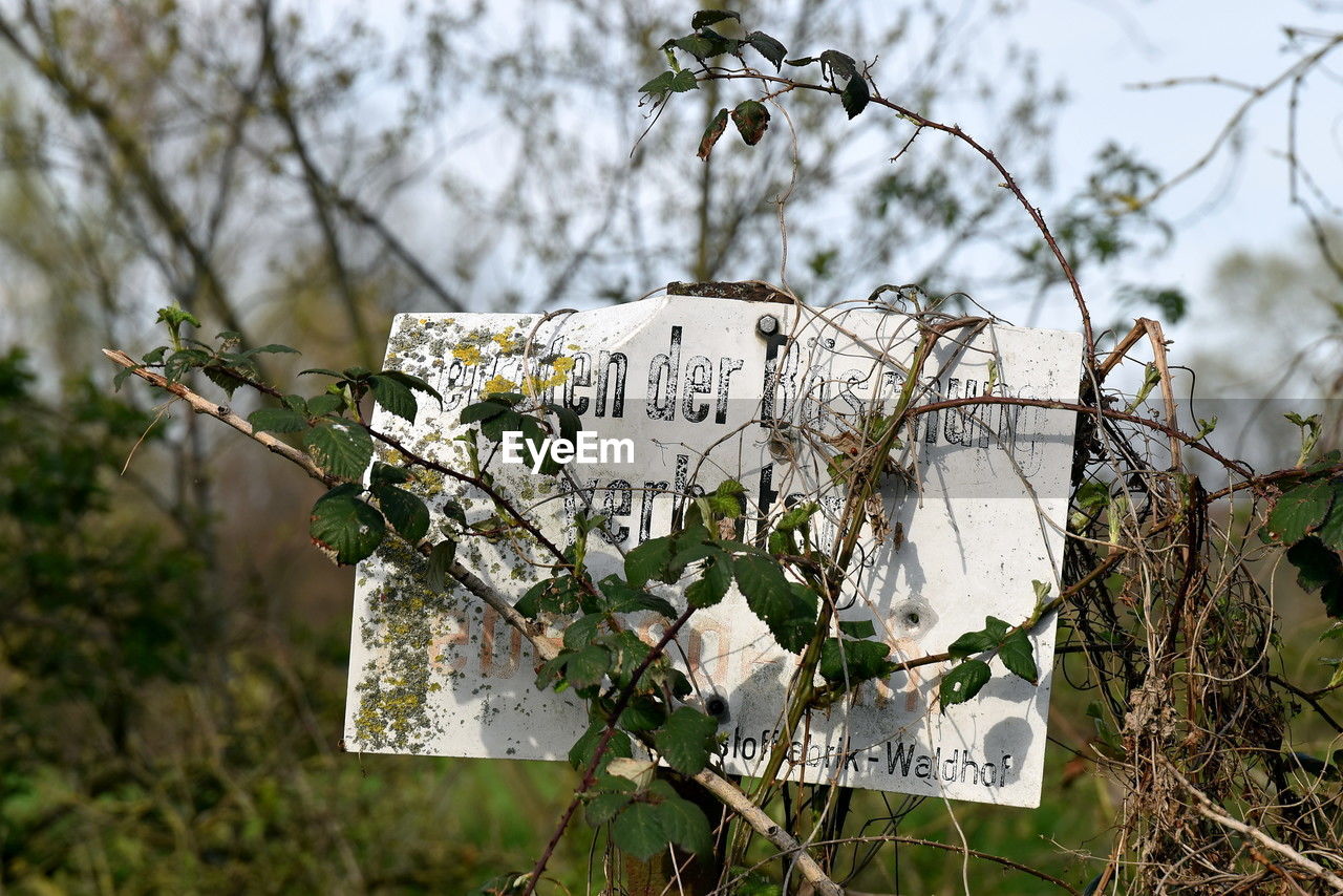 nature, flower, plant, spring, leaf, branch, text, communication, tree, no people, sign, focus on foreground, green, western script, day, outdoors, autumn, winter, blossom