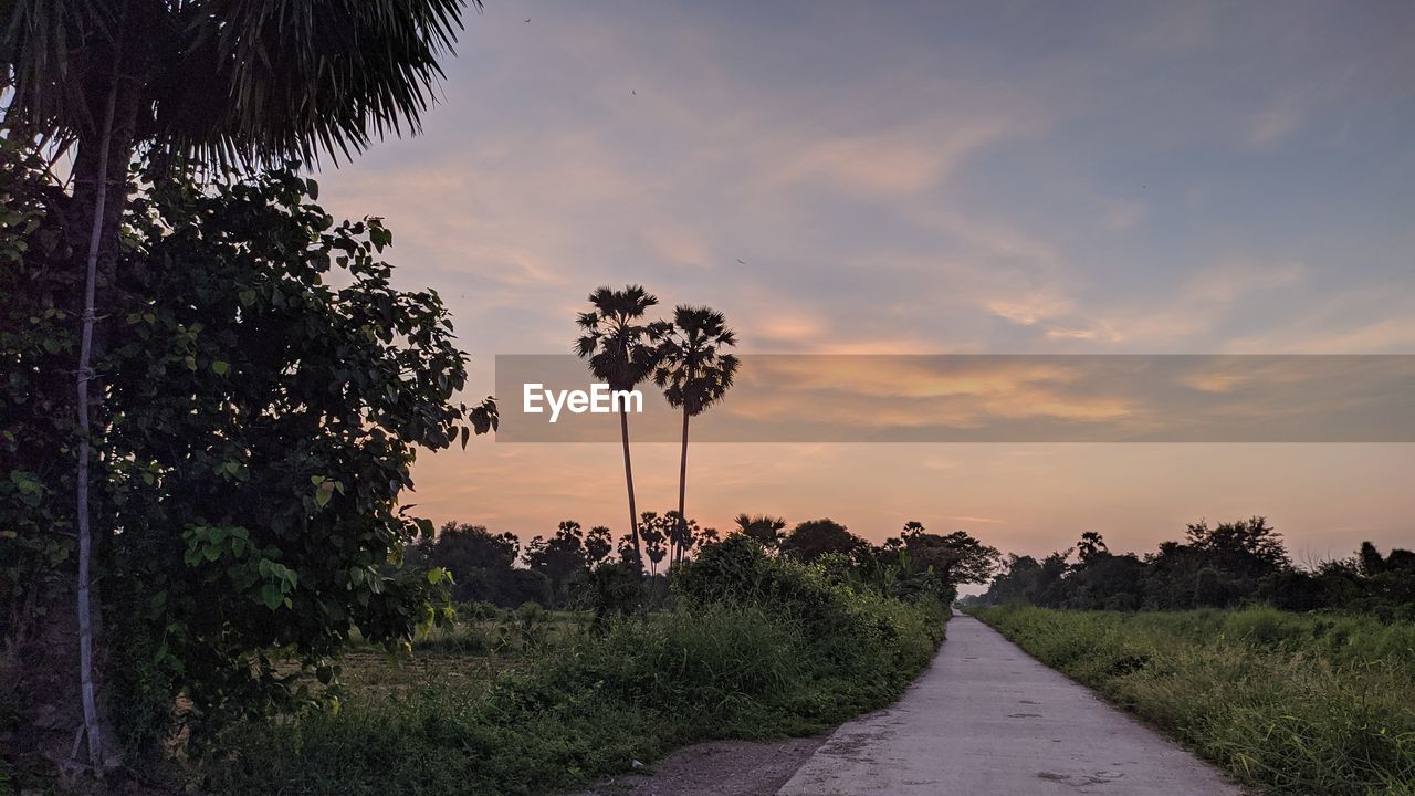 Road amidst plants and trees against sky during sunset