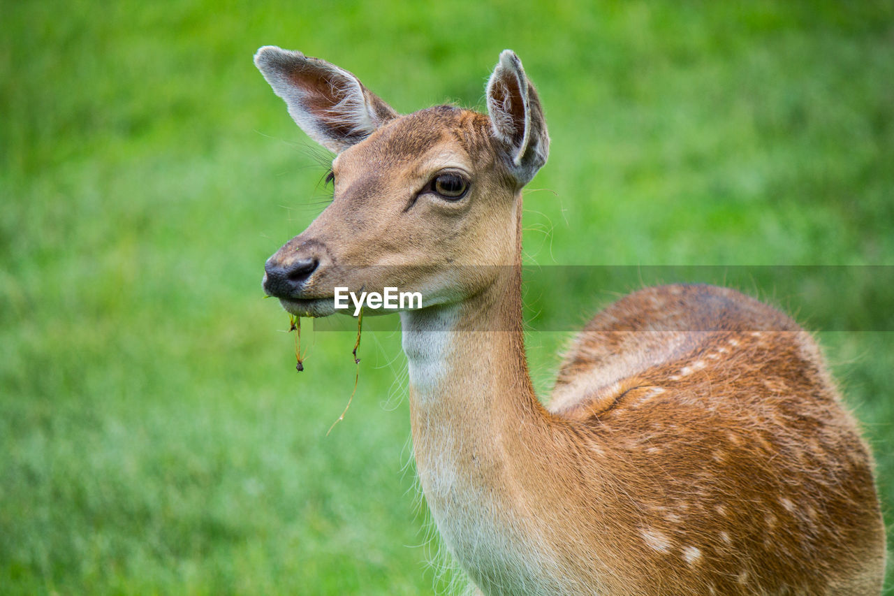 Deer standing on grassy field