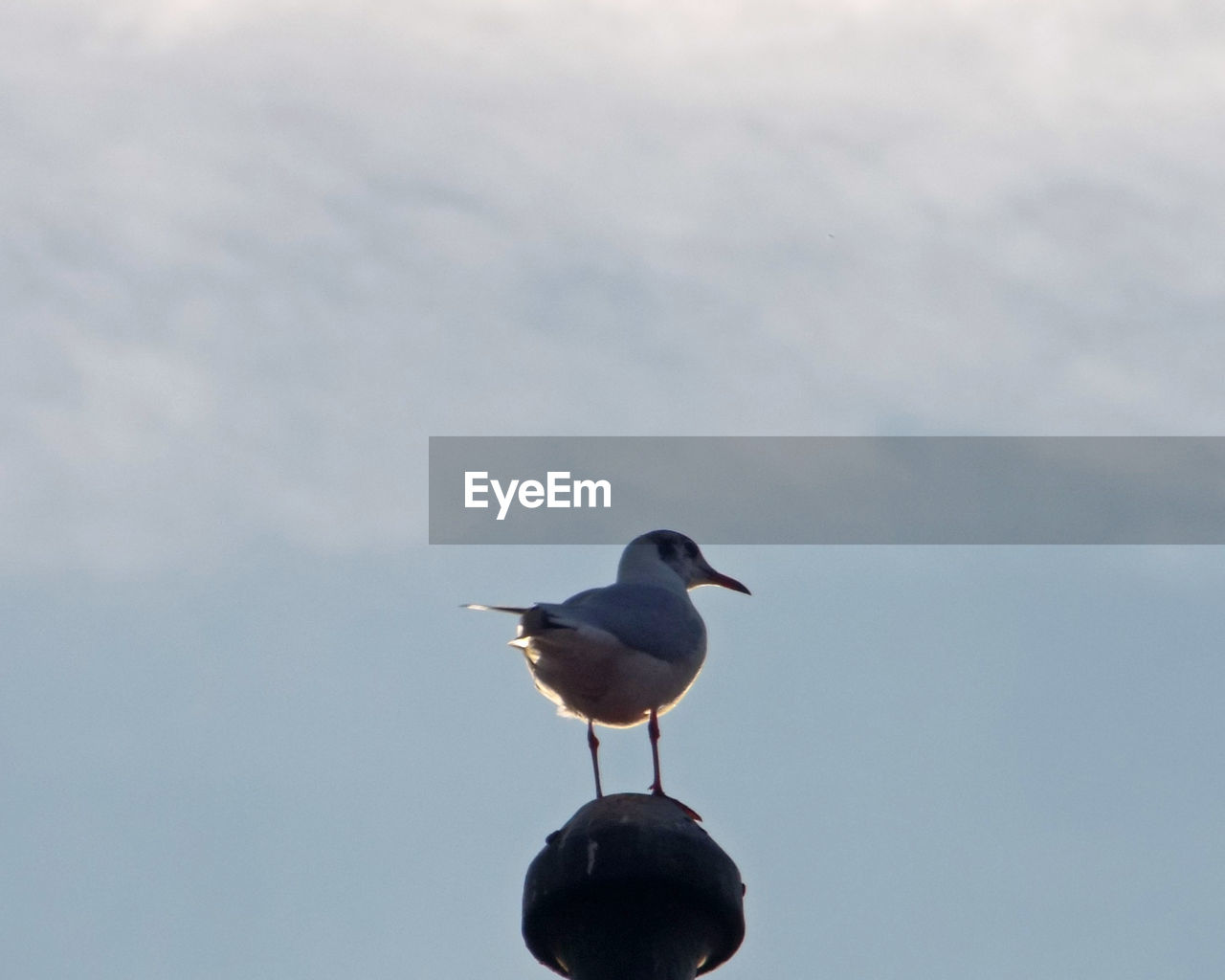 Close-up of bird perching on pole against sky during sunset