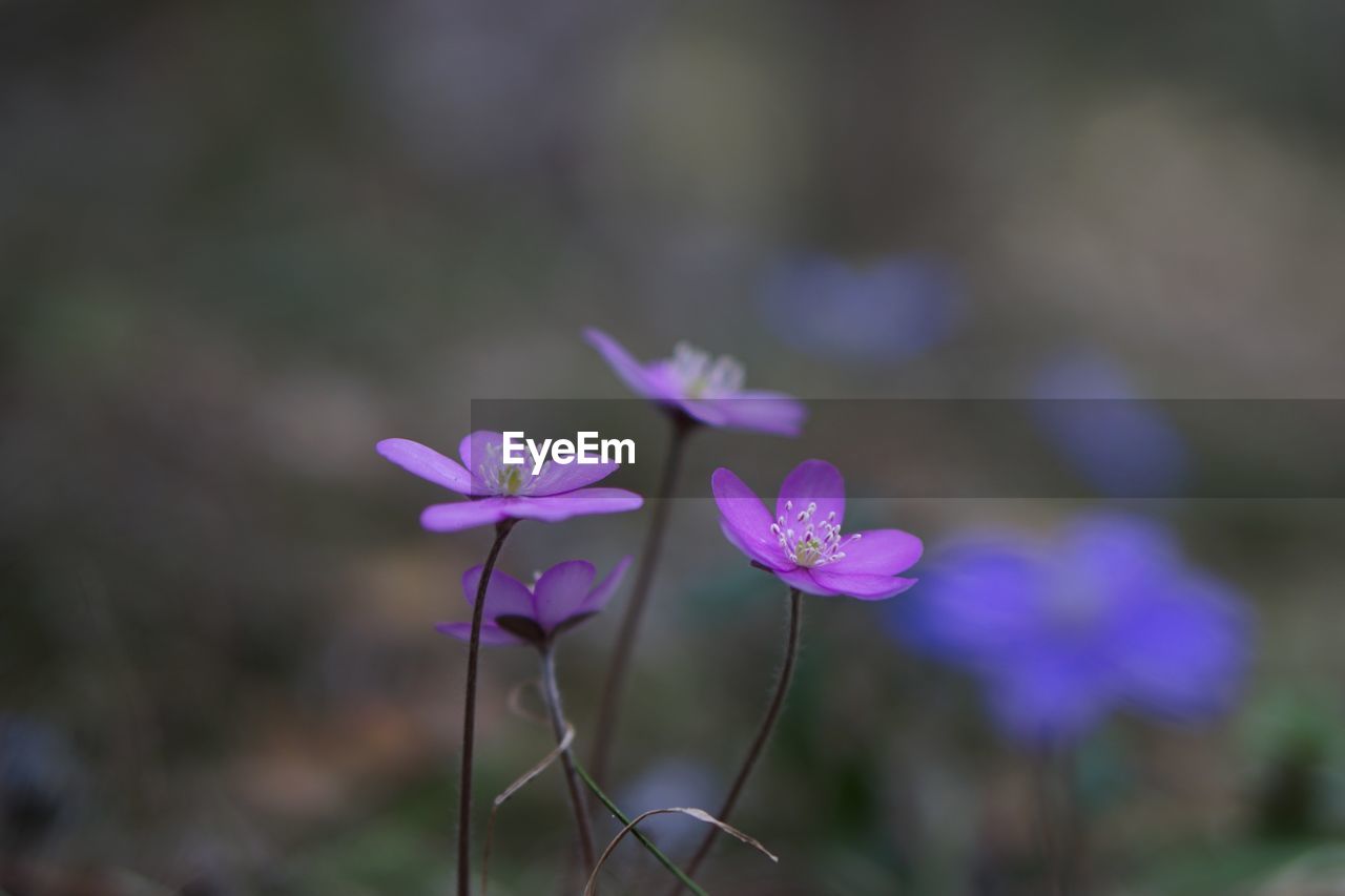 Close-up of purple flowering plants on field