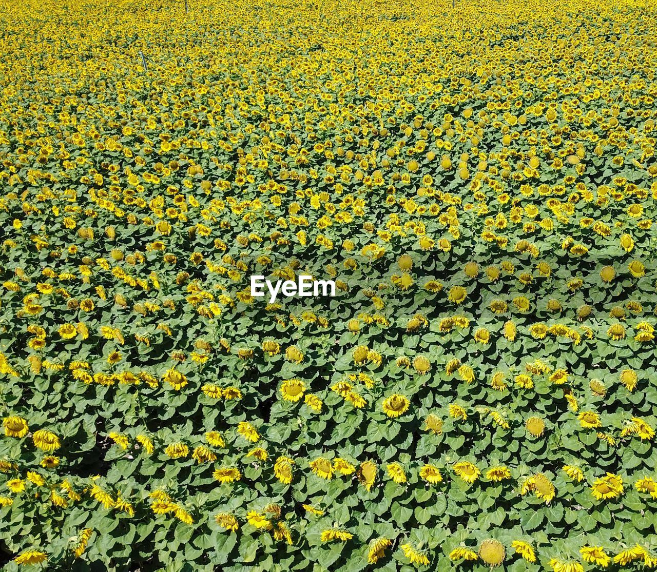 HIGH ANGLE VIEW OF YELLOW FLOWERING PLANTS ON LAND